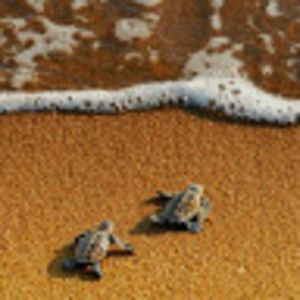 Meet your Posher, Angelina